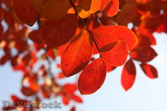 Devostock Leaves Autumn Red Tree 0
