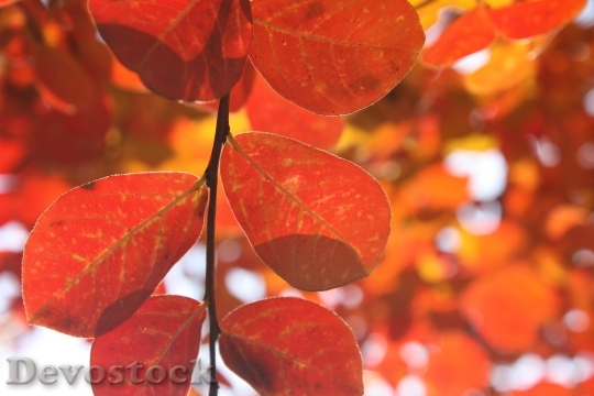 Devostock Leaves Autumn Red Tree 1