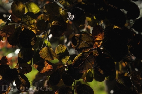 Devostock Leaves Autumn Shadow Games