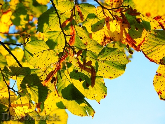 Devostock Leaves Autumn Sunny Colorful 0