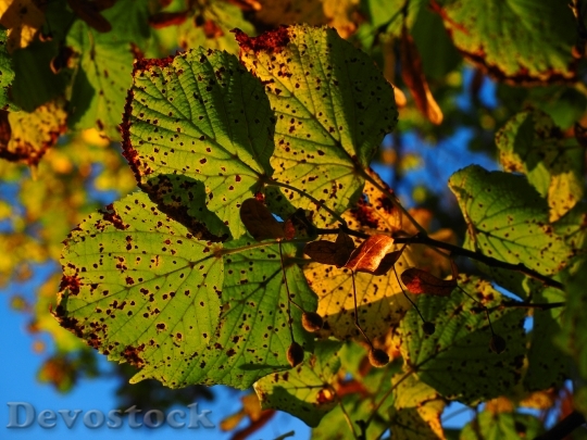 Devostock Leaves Autumn Sunny Colorful 2