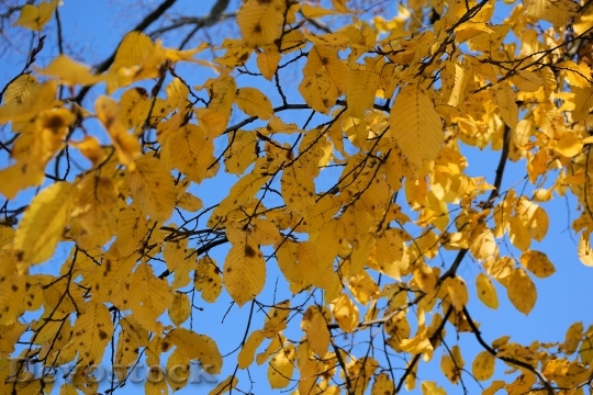 Devostock Leaves Autumn Tree 1009500