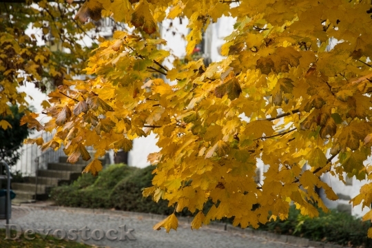 Devostock Leaves Autumn Trees Nature 0