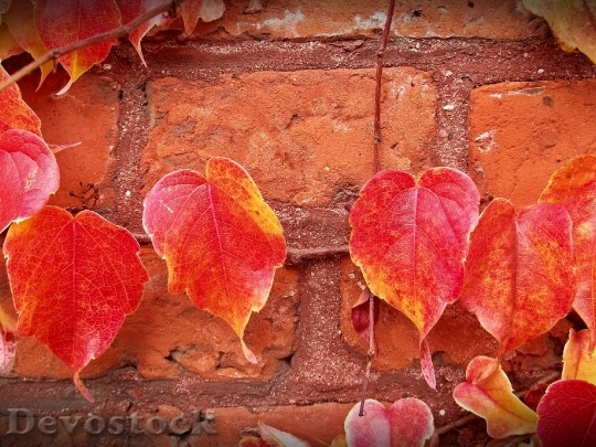 Devostock Leaves Autumn Wall Brick