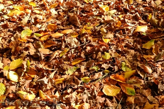Devostock Leaves Beech Oak Autumn