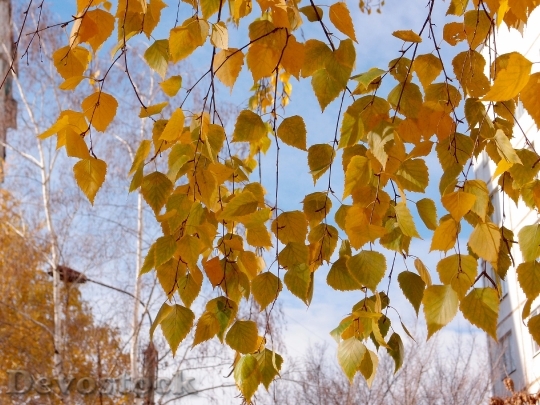 Devostock Leaves Birch Yellow Nature