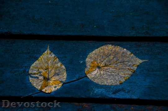 Devostock Leaves Blue Foliage Wet