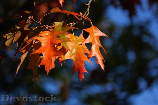 Devostock Leaves Colorful Autumn Trees