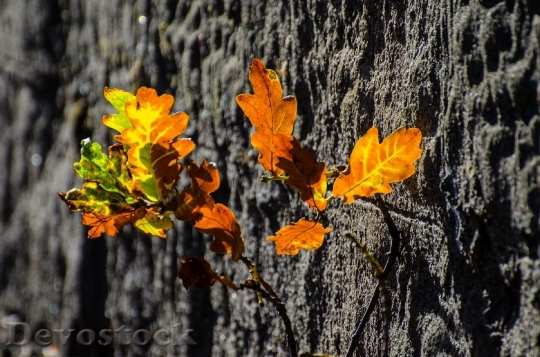 Devostock Leaves Colorful Season Autumn