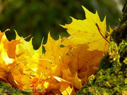Devostock Leaves Colorful Yellow Autumn 1