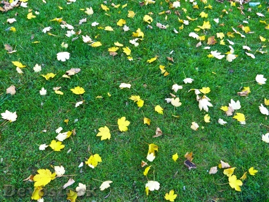 Devostock Leaves Colorful Yellow Autumn