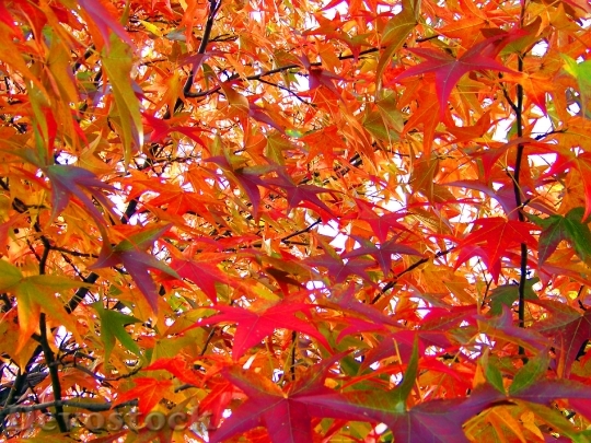 Devostock Leaves Colors Colorful Fall