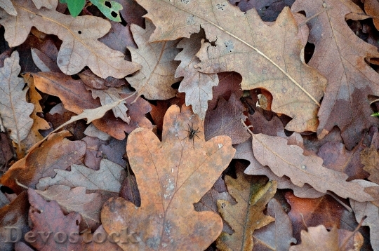 Devostock Leaves Dried Leaves Autumn 0