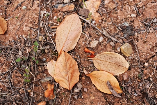 Devostock Leaves Dried Leaves Autumn
