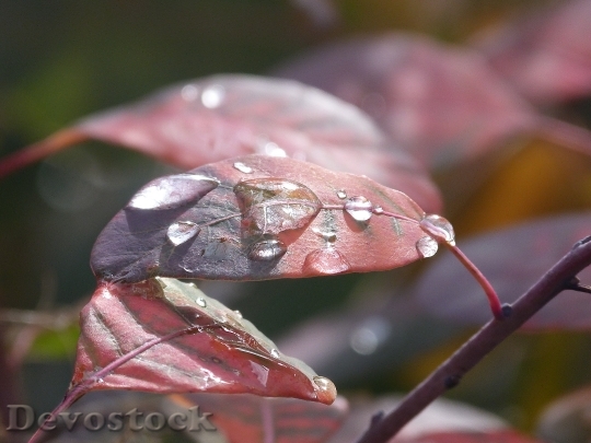 Devostock Leaves Drip Dew Drop