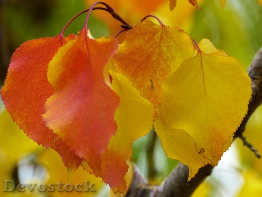 Devostock Leaves Fall Color Colorful 1