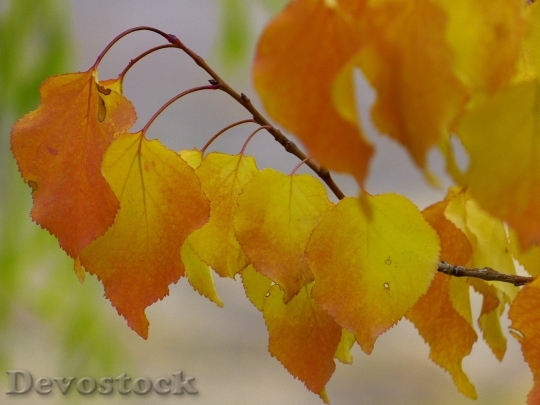 Devostock Leaves Fall Color Colorful 2