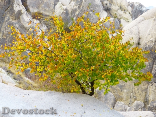 Devostock Leaves Fall Color Colorful