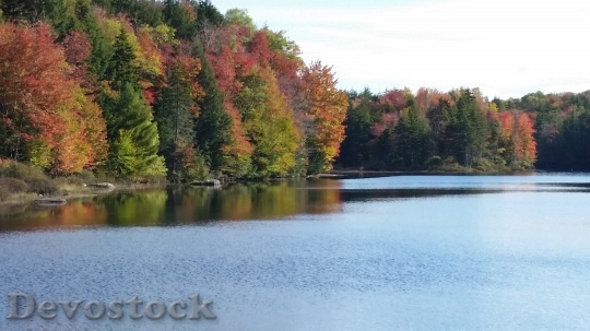 Devostock Leaves Fall Colors Season