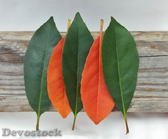 Devostock Leaves Fall Fall Colors 0