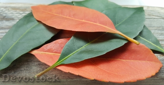 Devostock Leaves Fall Fall Colors 2