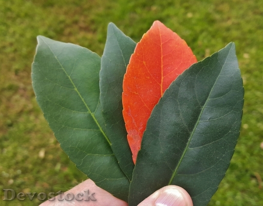 Devostock Leaves Fall Fall Colors