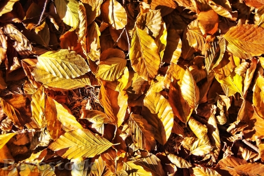 Devostock Leaves Fall Foliage Forest
