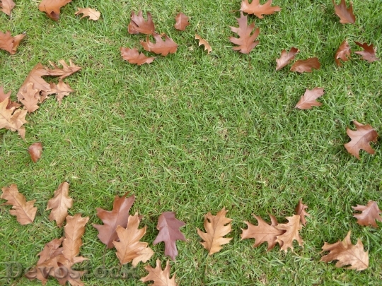 Devostock Leaves Fall Grass Autumn