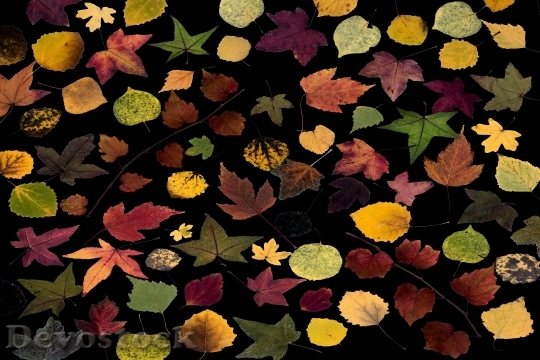 Devostock Leaves Fall Leaves True
