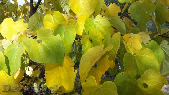 Devostock Leaves Fall Seasonal Green