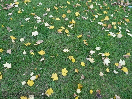 Devostock Leaves Fallen Fall Foliage