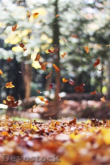 Devostock Leaves Falling Autumn Fall