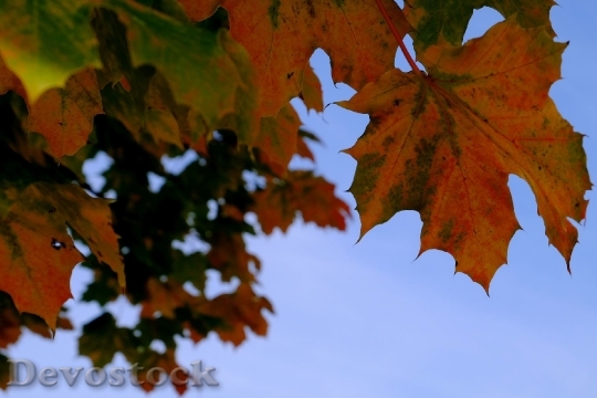 Devostock Leaves Golden Autumn Red