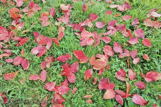 Devostock Leaves Grass Red Green