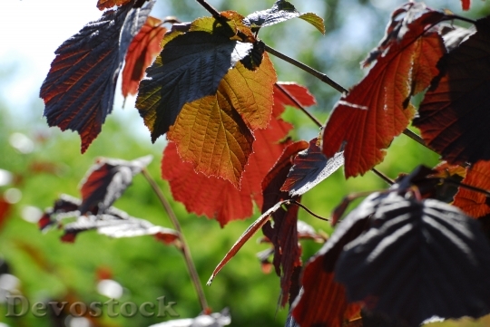 Devostock Leaves Hedge Autumn Green
