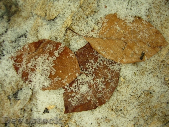 Devostock Leaves Hoarfrost Autumn Cold
