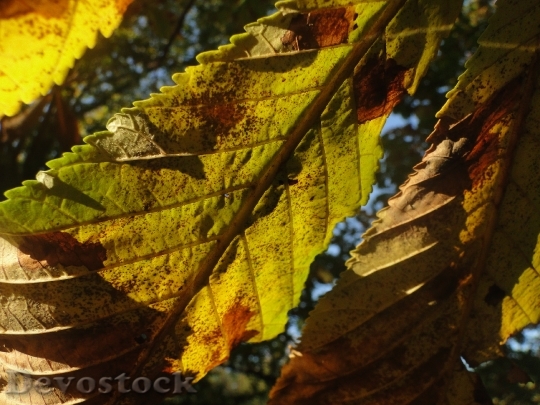 Devostock Leaves Horse Chestnut Autumn
