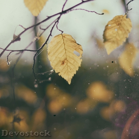 Devostock Leaves In Autumn Mist