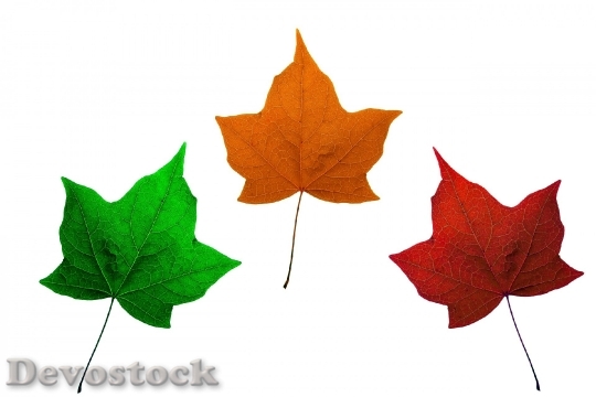 Devostock Leaves Isolated Maple Maple