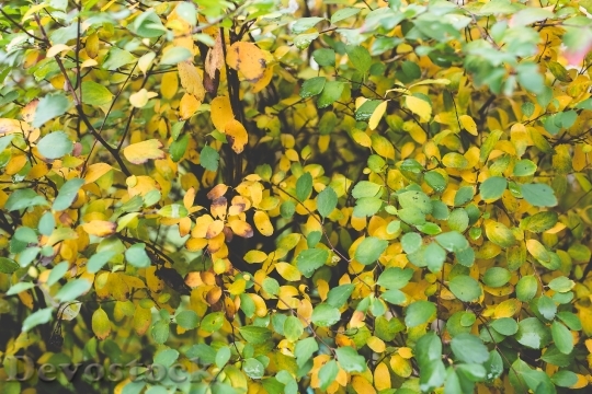 Devostock Leaves Leaf Autumn Fall 0