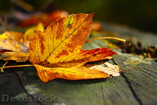 Devostock Leaves Leaf Autumn Fall 1
