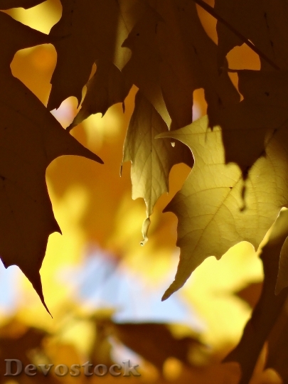 Devostock Leaves Leaf Fall Autumn 1