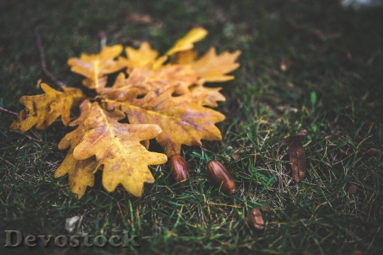 Devostock Leaves Leaf Oak Acorn