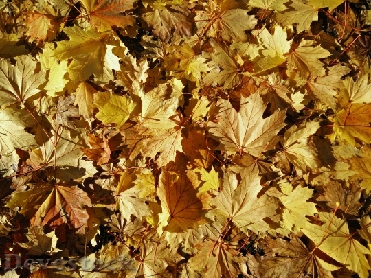 Devostock Leaves Maple Ground Fall