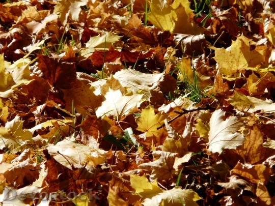 Devostock Leaves Maple Leaves Autumn