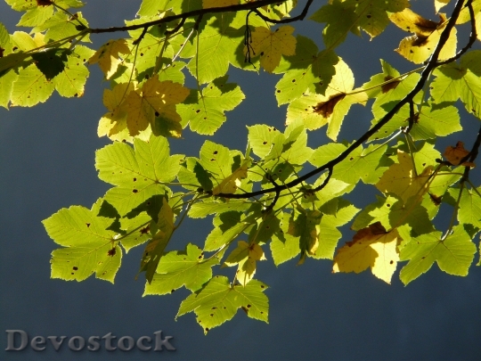 Devostock Leaves Mountain Maple Autumn