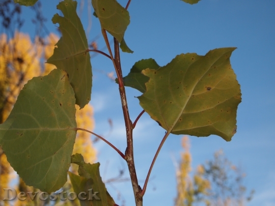 Devostock Leaves Nature Ecology Vegetation