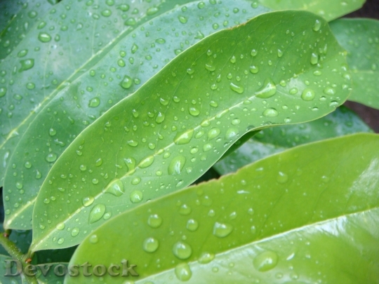 Devostock Leaves Nature Leaf Green