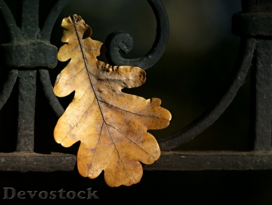 Devostock Leaves Oak Autumn Fence 0