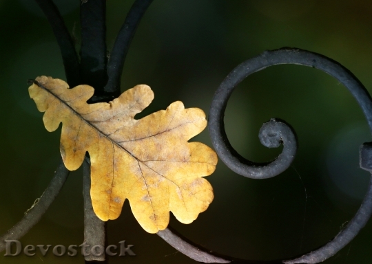 Devostock Leaves Oak Autumn Fence